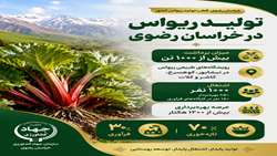 برداشت ریواس در خراسان رضوی 